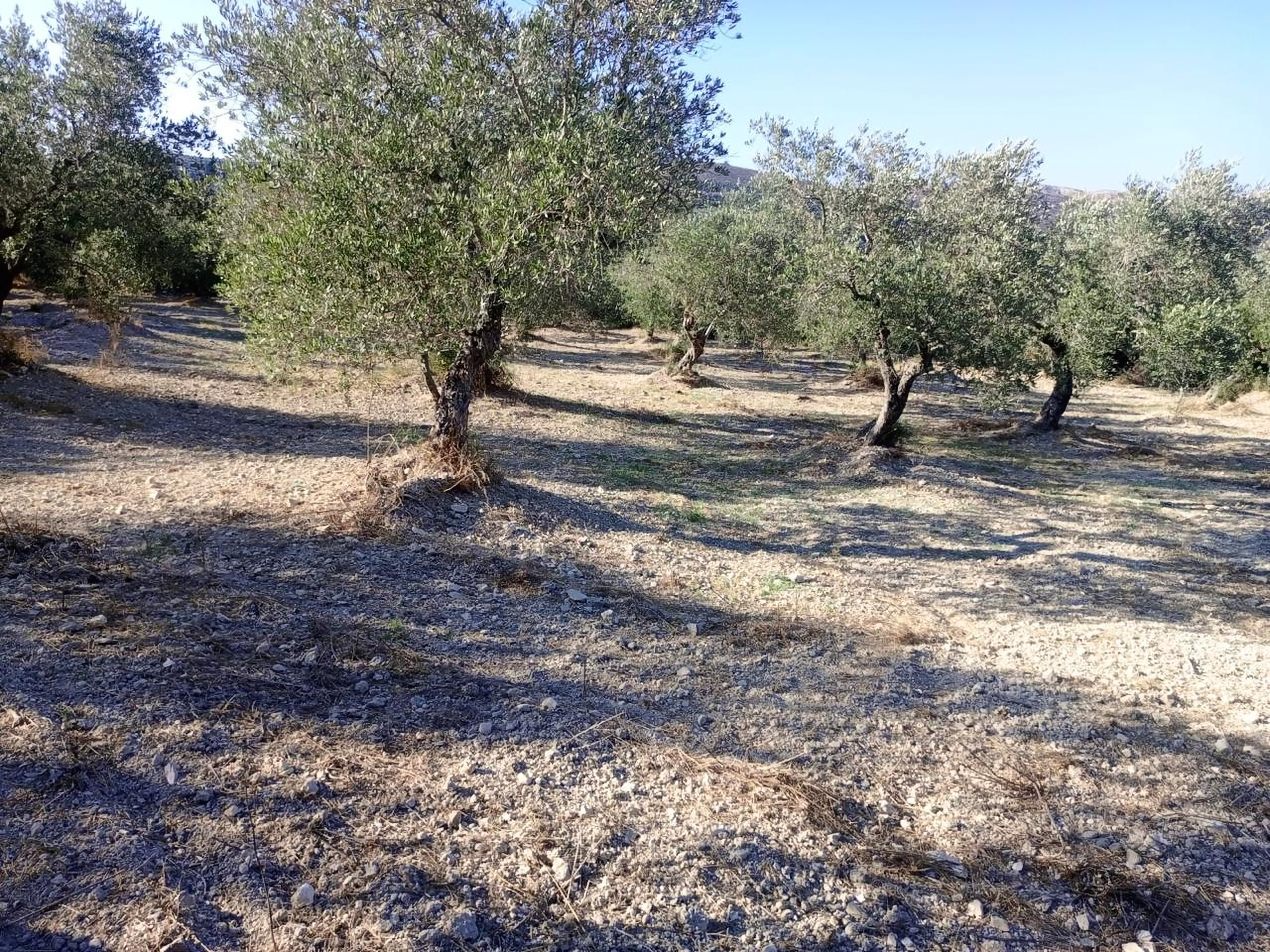 Olive trees on the terraces in low afternoon sun