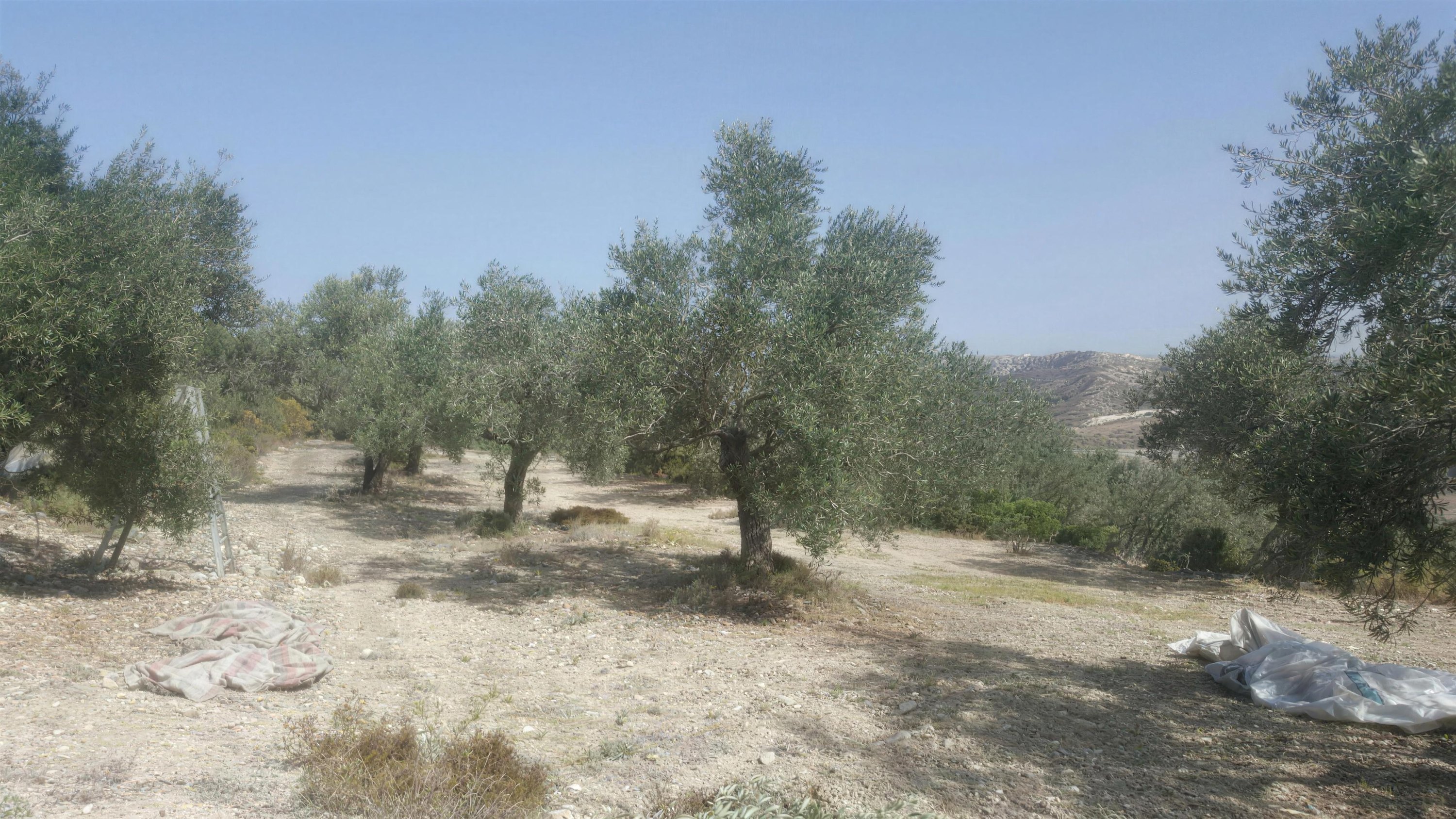 Olive trees standing in rows on dry, pale ground in Koura