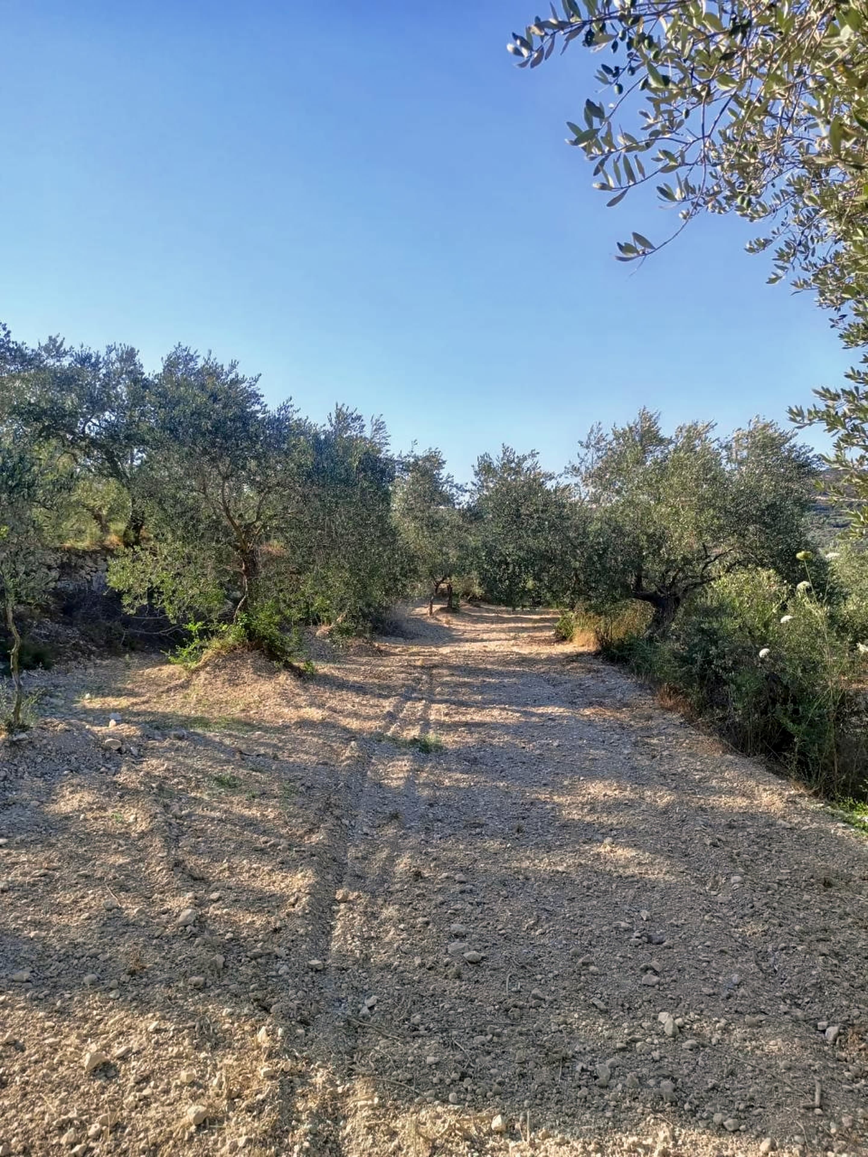 A track between our olive trees in Kfarhata