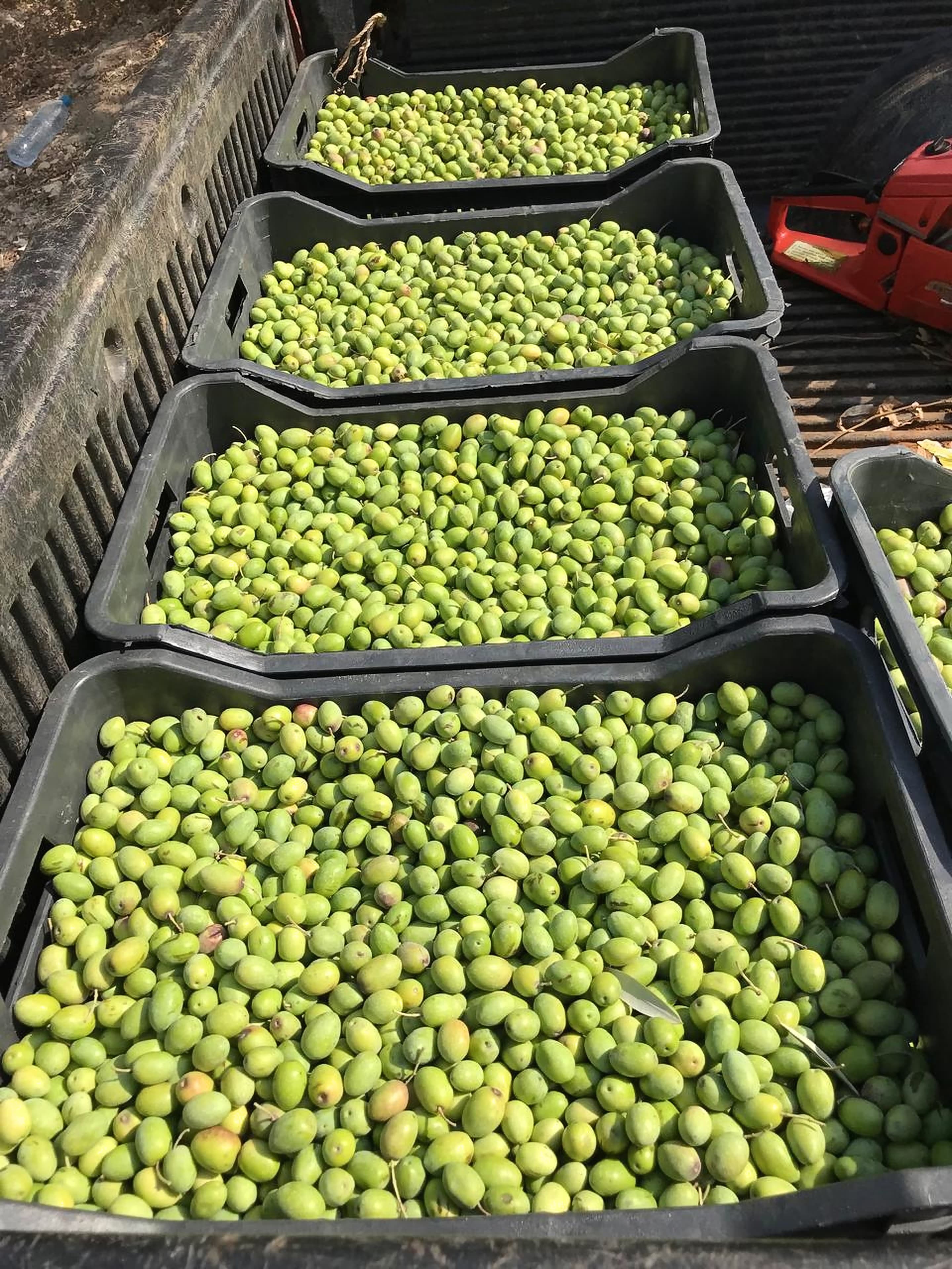 Crates of just-picked green olives
