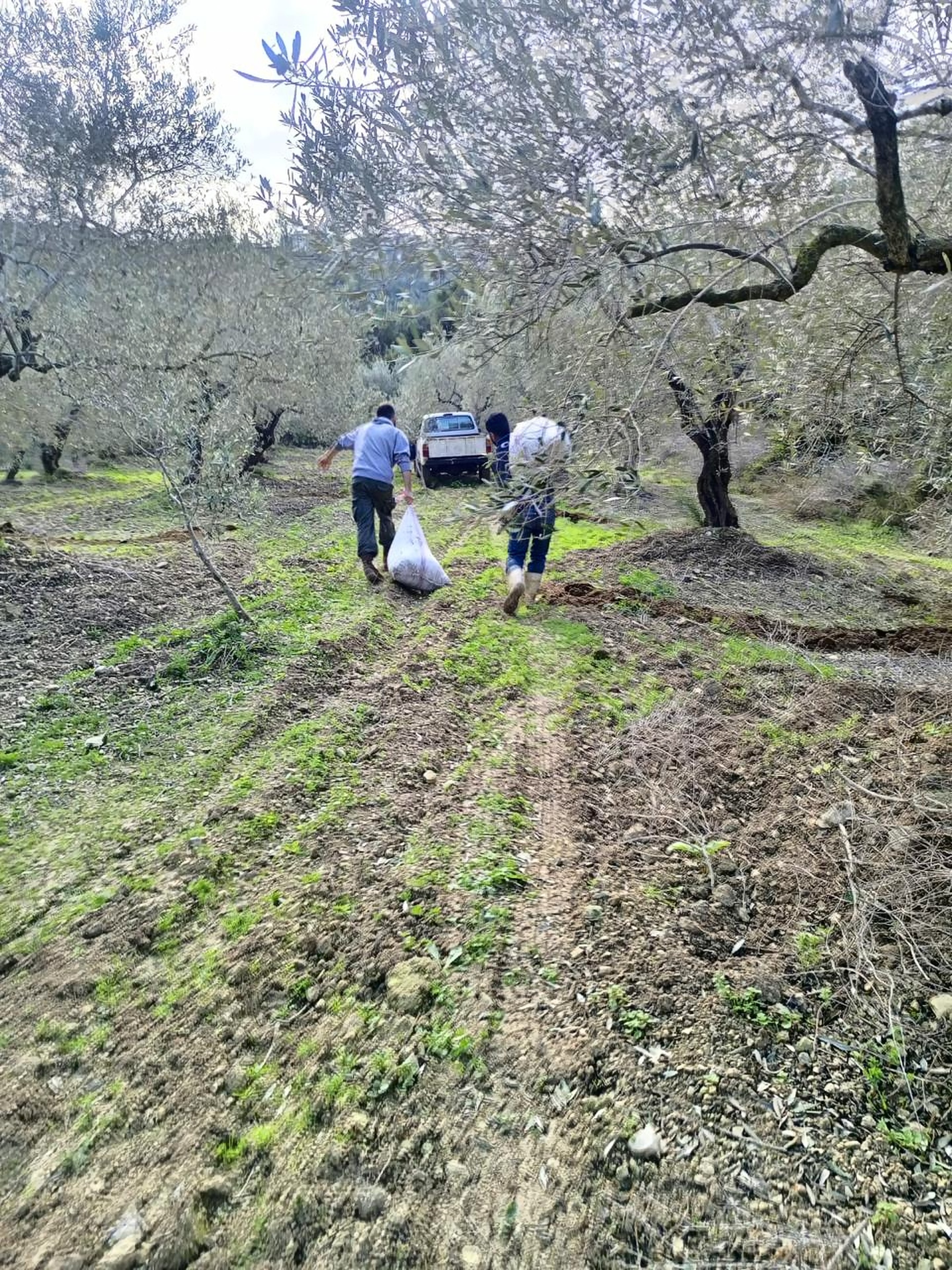 Two people, seen from behind, carrying sacks of picked olives down a grassy path between the trees towards a truck