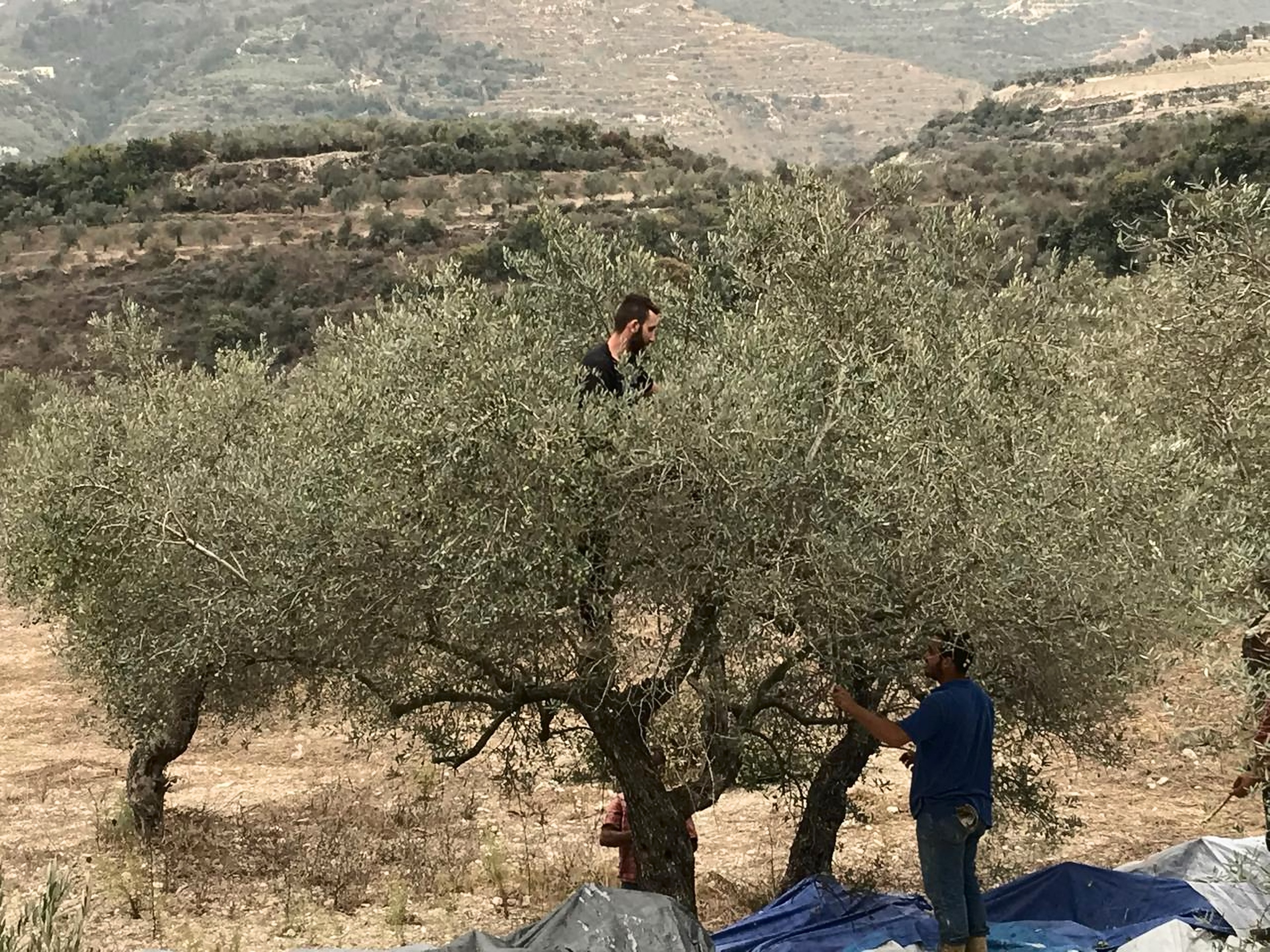 Picking olives by hand: one man up in an olive tree, another beside the trunk, blue nets spread on the ground and terraced hills behind