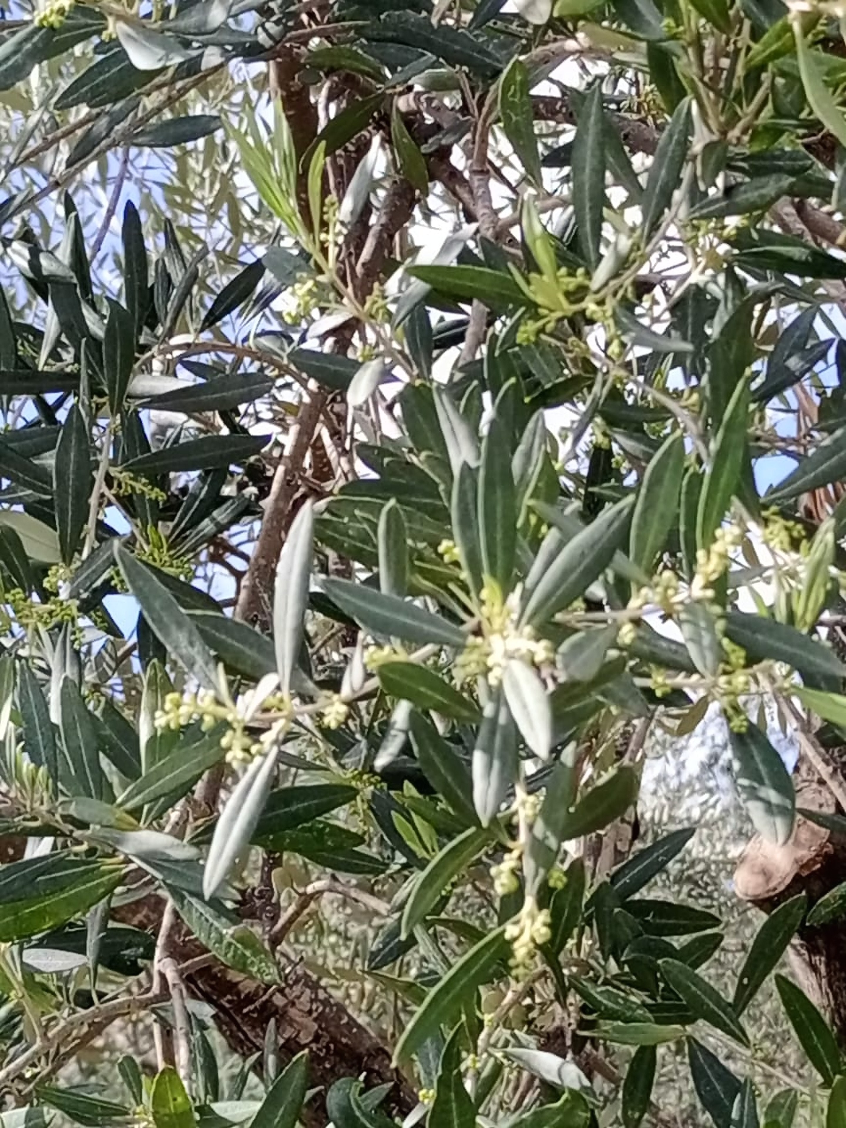Small white flowers opening among the silver-green leaves of an olive branch