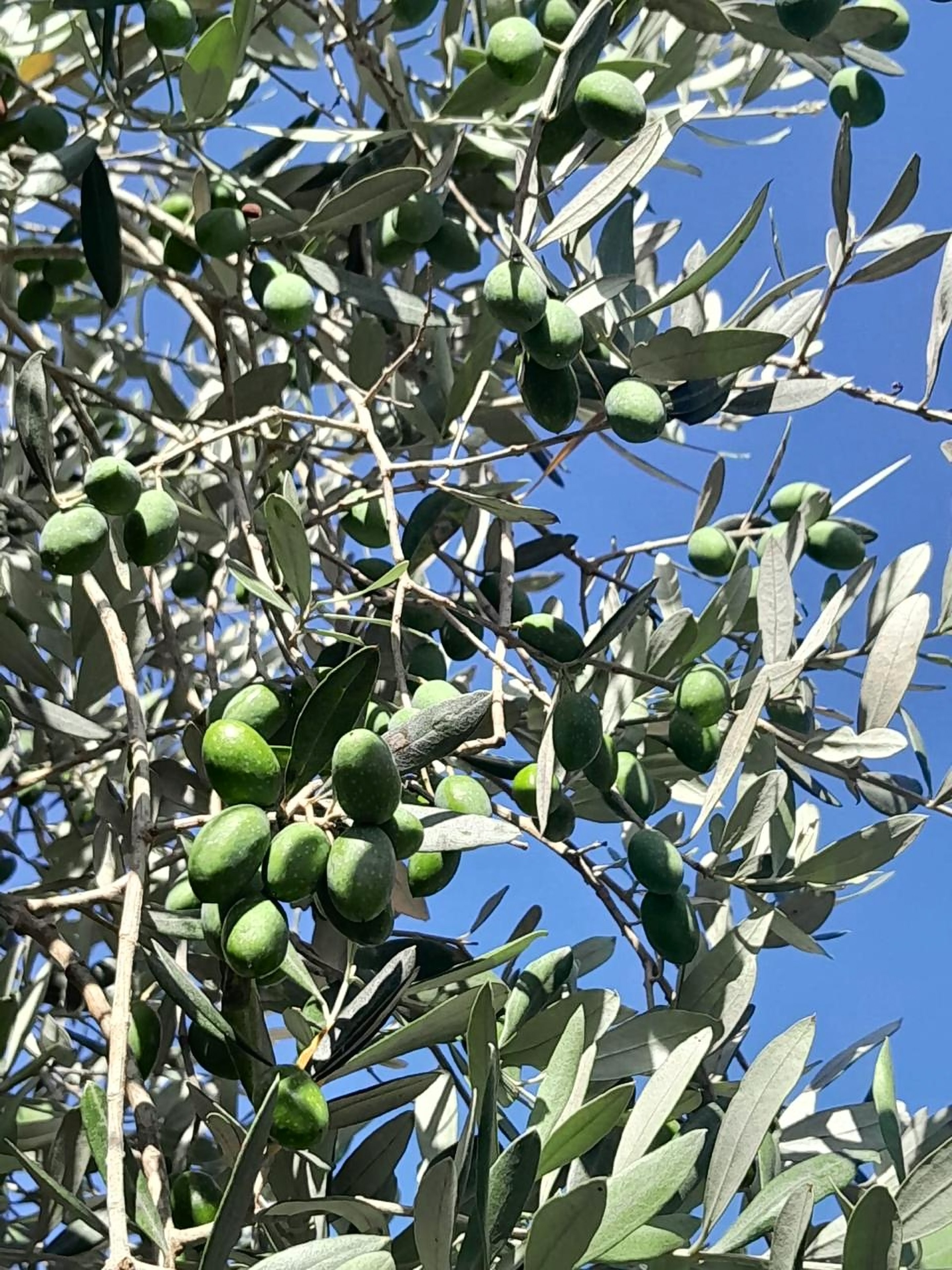 Green olives among silver-green leaves against a deep blue sky, on one of our trees