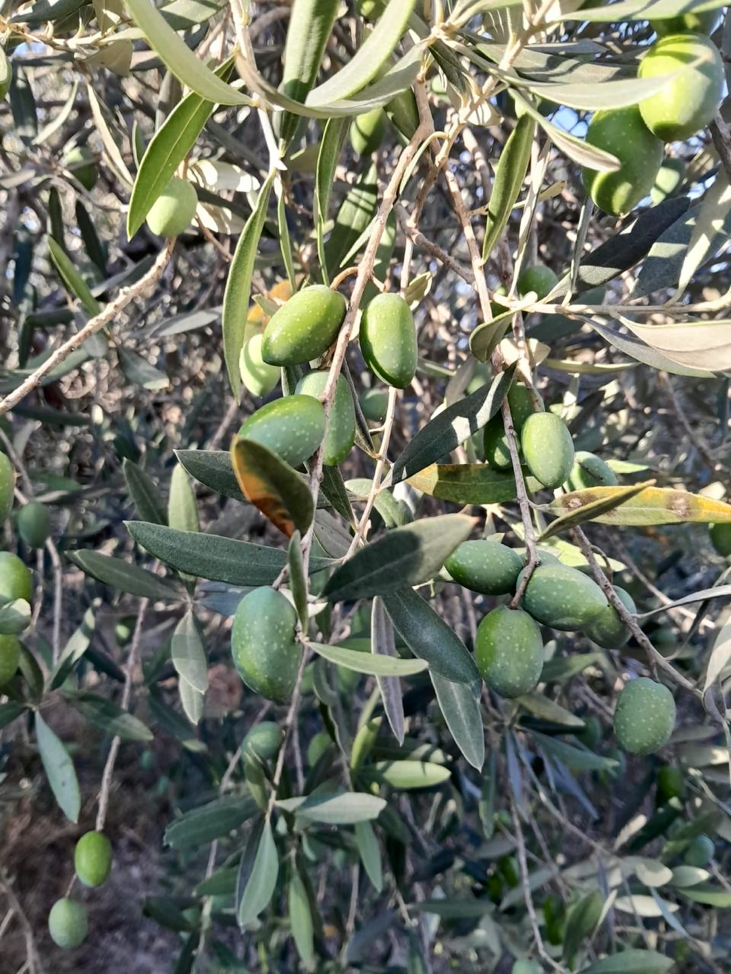 Green olives on the branch in our grove