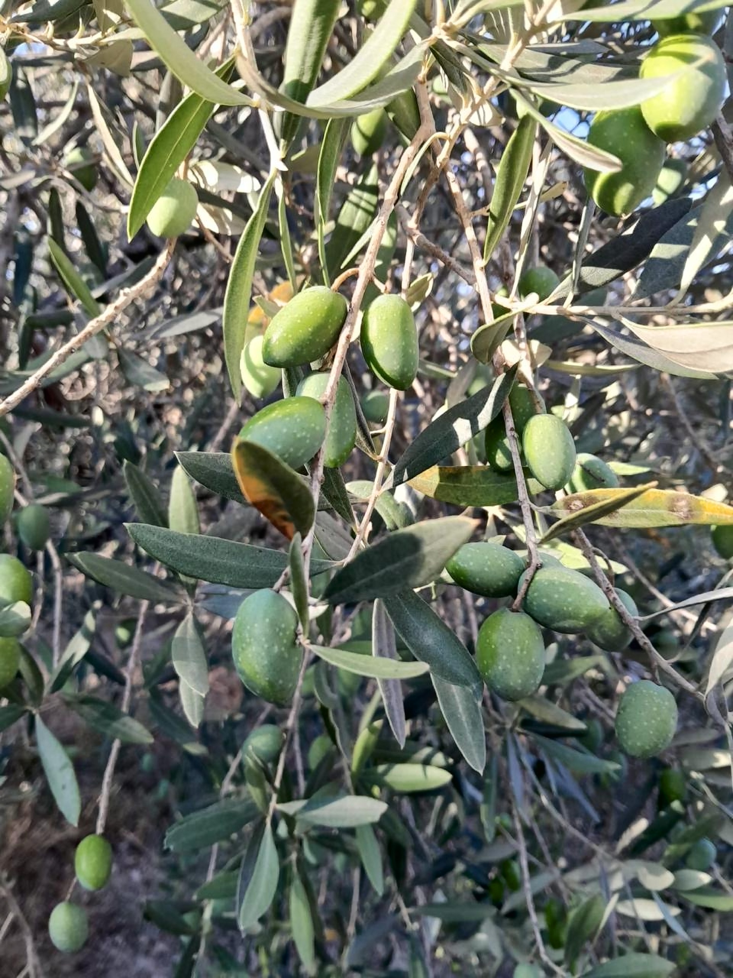 Green olives hanging among the leaves on one of our trees