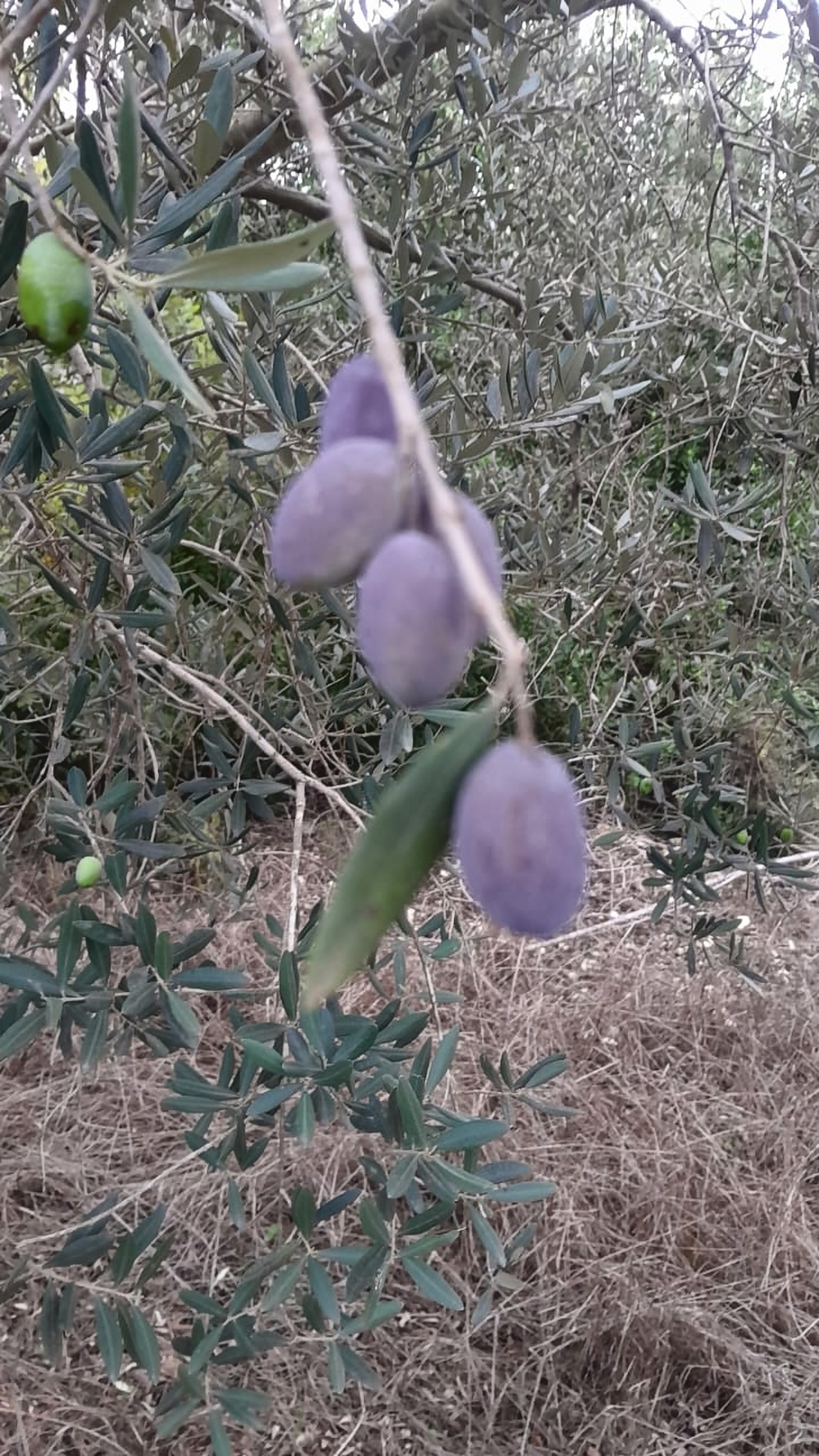 Olives turning purple, with a dusty bloom, on a branch