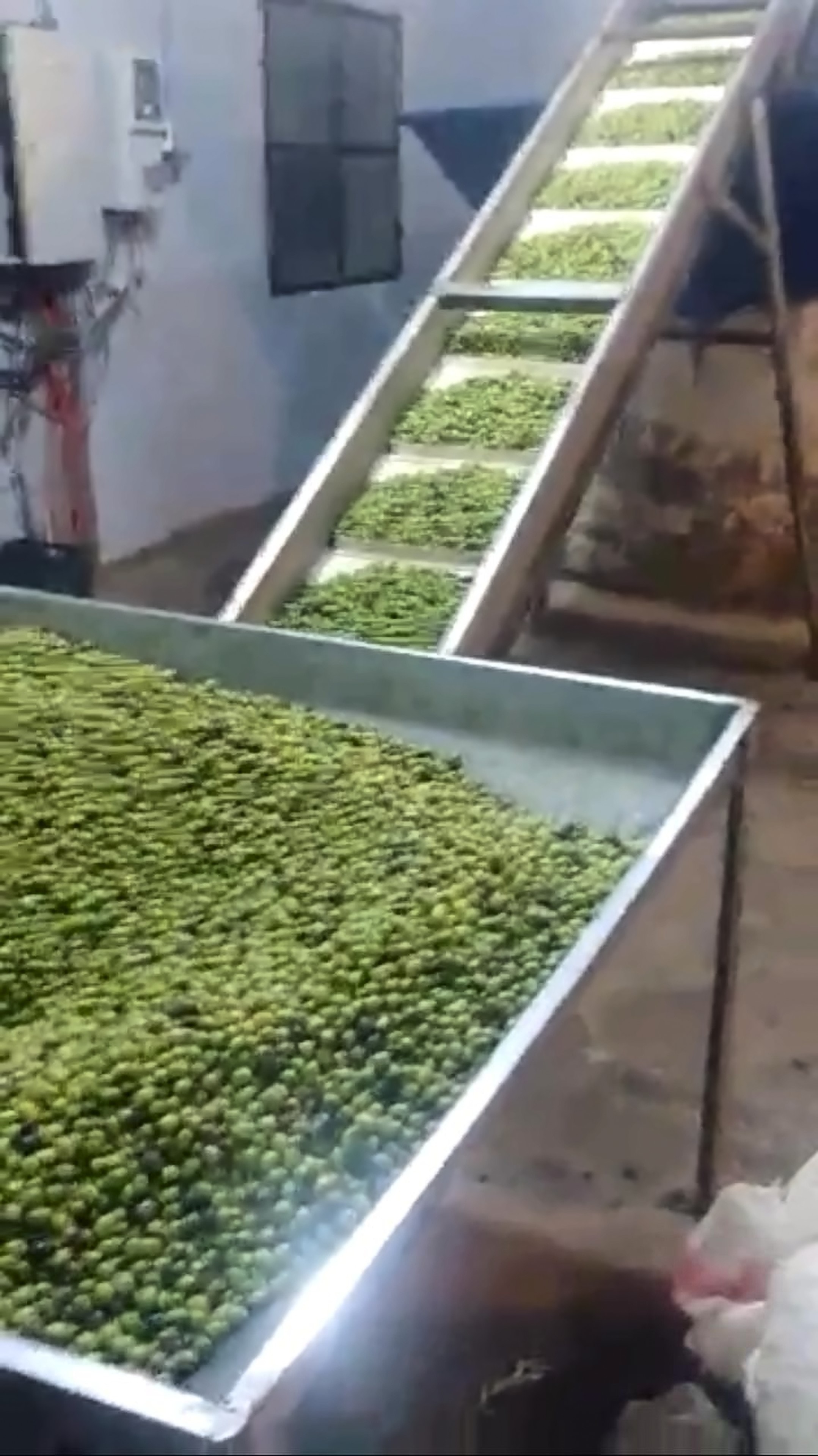 Green olives riding up a steel conveyor at the mill